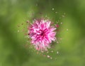 Beautiful pink flower on a green background with a dispersion effect