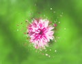 Beautiful pink flower on a green background with a dispersion effect