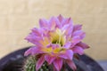 A beautiful pink flower on a green echinopsis spachiana cactus