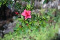 Beautiful Pink Flower Growing from a Tree Branch in Madeira