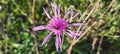 A beautiful pink flower that grows on the fields and hills. A small bee collects pollen on a November day Royalty Free Stock Photo