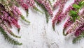 Beautiful pink flower heather frame (calluna vulgaris, erica, ling) on white rustic background Royalty Free Stock Photo