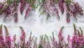 Beautiful pink flower heather frame (calluna vulgaris, erica, ling) on white rustic background Royalty Free Stock Photo