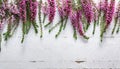 Beautiful pink flower heather frame (calluna vulgaris, erica, ling) on white rustic background Royalty Free Stock Photo