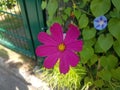 Beautiful pink flower. Garden Cosmos Royalty Free Stock Photo