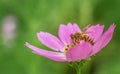 Beautiful pink flower honey bee on the flower Gather honey green backgroud Nature Royalty Free Stock Photo