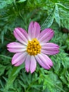 Beautiful Pink Flower of Kenikir