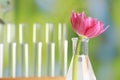 Beautiful pink flower in laboratory glass flask against blurred test tubes, closeup. Space for text Royalty Free Stock Photo