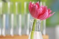 Beautiful pink flower in laboratory glassware against blurred test tubes, closeup. Space for text Royalty Free Stock Photo