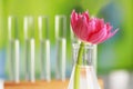 Beautiful pink flower in laboratory glassware against blurred test tubes, closeup. Space for text Royalty Free Stock Photo