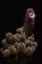 Beautiful pink flower of mammillaria beneckei cactus