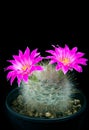 Beautiful pink flower of mammillaria cactus in planting pot Royalty Free Stock Photo