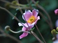 A beautiful pink flower in the middle of other pink flowers and young shoots Royalty Free Stock Photo