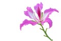 Beautiful pink flower name Purple Orchid Tree, butterfly tree on white isolate background. Royalty Free Stock Photo