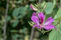 Beautiful pink flower name Purple Orchid Tree, butterfly tree in nature background.