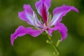 Beautiful pink flower name Purple Orchid Tree, butterfly tree in nature background. Royalty Free Stock Photo