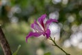 Beautiful pink flower name Purple Orchid Tree, butterfly tree in nature background. Royalty Free Stock Photo