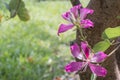 Beautiful pink flower name Purple Orchid Tree, butterfly tree in nature background. Royalty Free Stock Photo