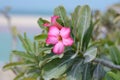 Beautiful pink flower near the sea Royalty Free Stock Photo