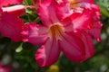 Beautiful Pink Flower