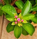 Beautiful pink flower, Ora-PrÃÂ³-Nobis medicinal plant, wildflowers, dark green foliage, planted in gardens or pots, Royalty Free Stock Photo