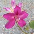 Ã Â¸ÂºBeautiful Pink Flower Phanera Purpurea, Orchid Tree, Butterfly Tree, Camel`s Foot and Hawaiian Orchid Tree.