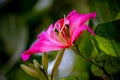 Beautiful pink flower:Phanera purpurea