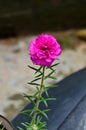 Beautiful Pink flower plant in the Garden