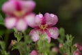 Beautiful Pink flower after rain. Royalty Free Stock Photo