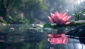 A beautiful pink flower reflections in a tranquil pond generated Royalty Free Stock Photo