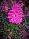 Beautiful pink flower Royalty Free Stock Photo