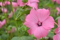 Beautiful pink flower of royal mallow Lavatera trimestris Royalty Free Stock Photo