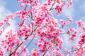 Beautiful pink flower of Sakura with blue sky