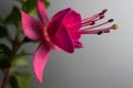 Beautiful pink flower showing details