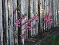 Beautiful pink flower at spring