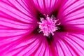 A beautiful pink flower with stamen full of pink pollen - macro shot