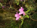Beautiful pink flower on a subtropical plant