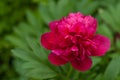 Pink peony in the garden on a green background.