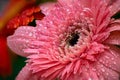 Beautiful pink flower with water droplet closeup