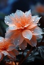 Beautiful pink flower with water droplets splashed. Royalty Free Stock Photo