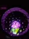 A beautiful pink flower on waterdroplets on black background