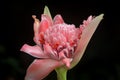 Beautiful pink flower which can be eat called Kantan Royalty Free Stock Photo