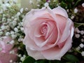 A Beautiful pink flower with white buds arrangement