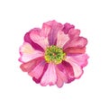 Beautiful pink flower with yellow stamens. Watercolor hand drawn illustration. Isolated on white background. Royalty Free Stock Photo