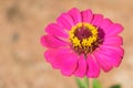 Beautiful pink flower Zinnia violacea Cav with soil background