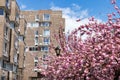 Beautiful Pink Cherry Blossom Trees during Spring on Roosevelt Island with a Street Light and Residential Building in New York Cit Royalty Free Stock Photo