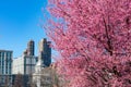 Beautiful Pink Flowering Crabapple Tree during Spring in Astoria Queens New York with a Skyline view of Roosevelt Island Royalty Free Stock Photo