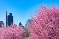 Beautiful Pink Flowering Crabapple Trees during Spring in Astoria Queens New York with a Skyline view of Roosevelt Island Royalty Free Stock Photo