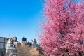 Beautiful Pink Flowering Crabapple Trees during Spring in Astoria Queens New York with a Skyline view of Roosevelt Island Royalty Free Stock Photo