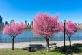 Beautiful Pink Flowering Crabapple Trees during Spring at Rainey Park along the East River in Astoria Queens New York Royalty Free Stock Photo